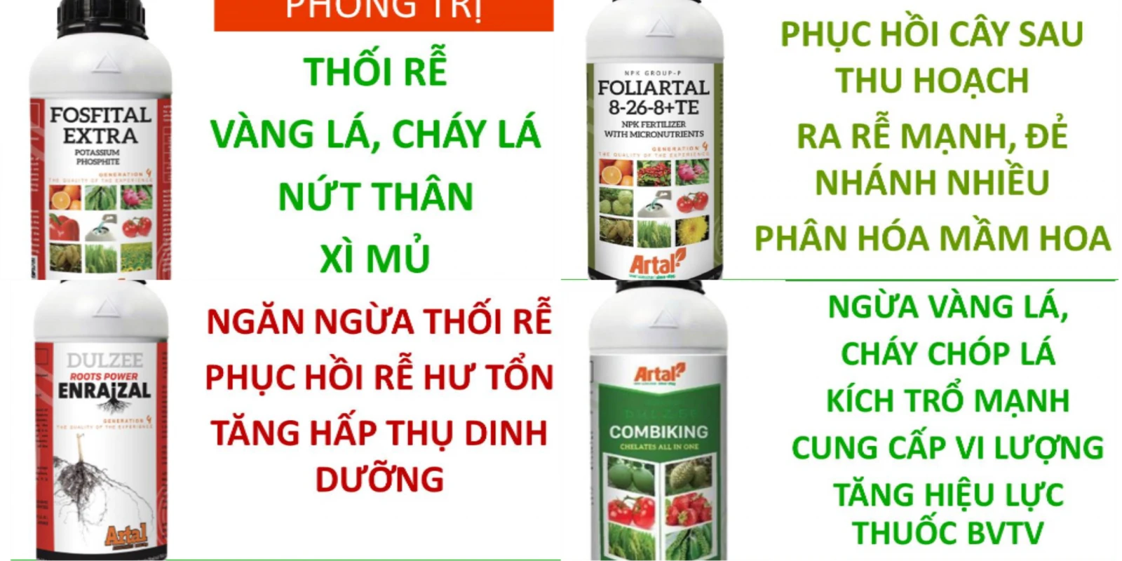 LIỆU TRÌNH PHỤC HỒI CÂY SẦU RIÊNG SAU THU HOẠCH