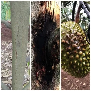 QUY TRÌNH TRỊ NỨT THÂN XÌ MỦ TRÊN SẦU RIÊNG