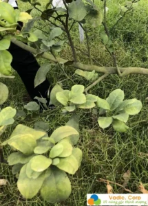 QUY TRÌNH TRỊ VÀNG LÁ THỐI RỄ TRÊN CÂY CÓ MÚI