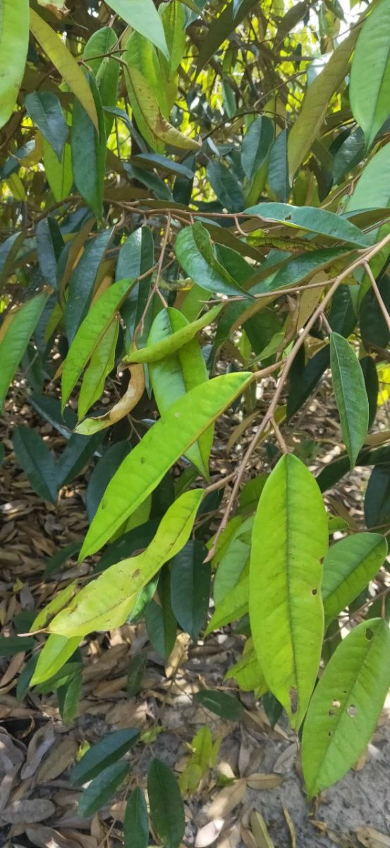 QUY TRÌNH TRỊ VÀNG LÁ THỐI RỄ TRÊN CÂY SẦU RIÊNG